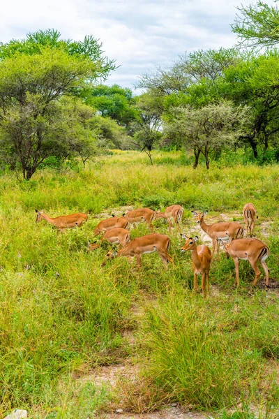 Manada Impalas Prados Parque Nacional Serengeti Antelope Impala Africano Arusha — Fotografia de Stock