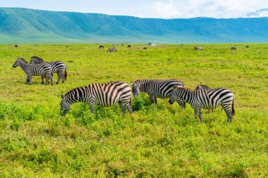 Ngorongoro Koruma Alanı, Tanzanya 'da bir Zebra sürüsü..