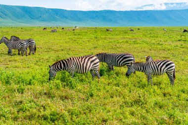 Ngorongoro Koruma Alanı, Tanzanya 'da bir Zebra sürüsü..