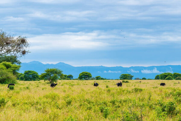 The ostrich family runs through the savanna of Tanzania