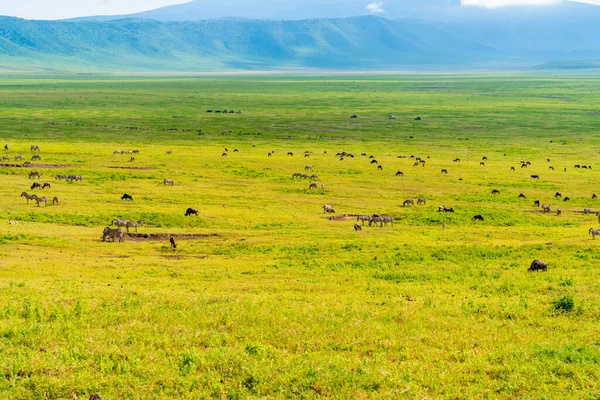 Rebanho Zebra Área Conservação Ngorongoro Tanzânia — Fotografia de Stock