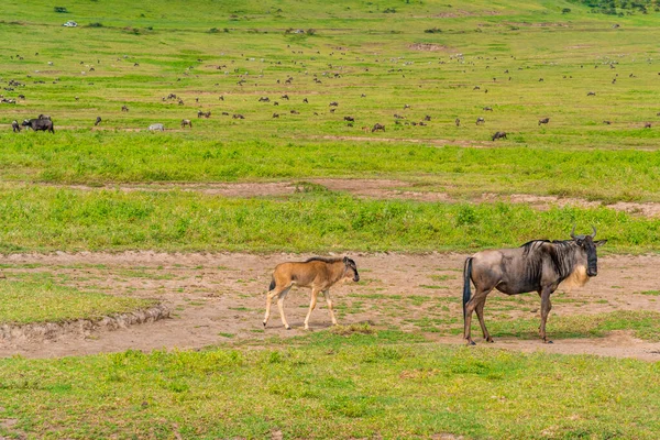 Eine Herde Gnus Ngorongoro Conservation Area Tansania — Stockfoto