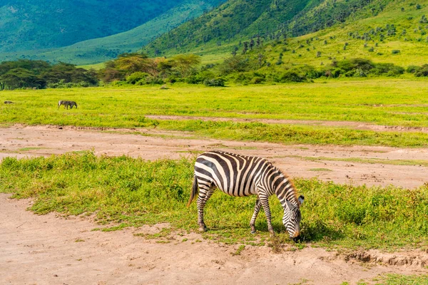 Ngorongoro Koruma Alanı Tanzanya Bir Zebra Sürüsü — Stok fotoğraf