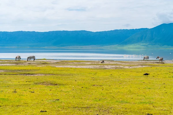 Стадо Зебр Заповеднике Нгоронгоро Танзания — стоковое фото