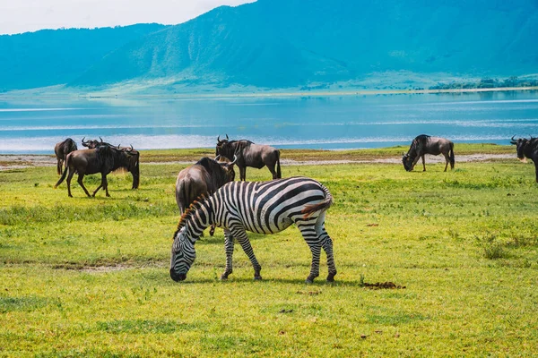 Ngorongoro Koruma Alanı Tanzanya Bir Zebra Sürüsü — Stok fotoğraf