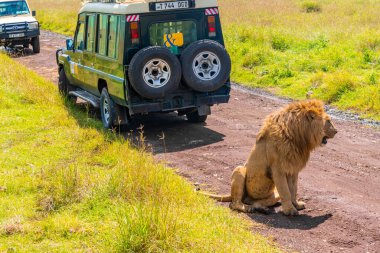 Ngorongoro Krateri, Tanzanya, Afrika - 5 Mart 2020 Safari cipi Ngorongoro Krateri 'nin zeminindeki işlek toprak yolda sürüp aslanların hareketlerini yakından arıyor. Savannah manzarası. Mesafe kraterin dik kenarları. Tükenmiş volkan. Tanzanya, Afrika.
