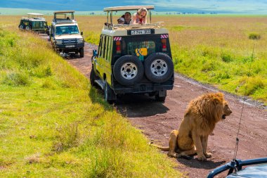 Ngorongoro Krateri, Tanzanya, Afrika - 5 Mart 2020 Safari cipi Ngorongoro Krateri 'nin zeminindeki işlek toprak yolda sürüp aslanların hareketlerini yakından arıyor. Savannah manzarası. Mesafe kraterin dik kenarları. Tükenmiş volkan. Tanzanya, Afrika.
