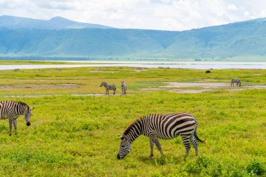 Ngorongoro Koruma Alanı, Tanzanya 'da bir Zebra sürüsü..