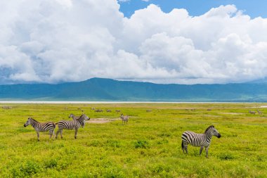 Ngorongoro Koruma Alanı, Tanzanya 'da bir Zebra sürüsü..