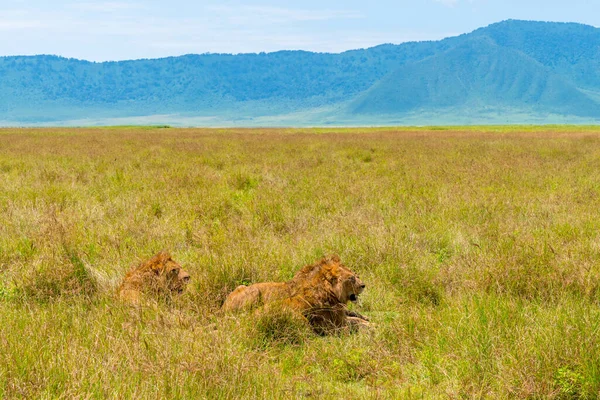 ライオンはサバンナを歩き 彼の周辺の環境を山の背景でチェックしています — ストック写真