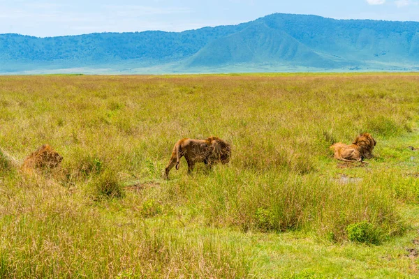 A lion is walking through savanna and checking the environment surrounding his area with the mountain background.
