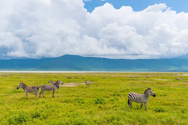 Una Mandria Zebre Nella Zona Conservazione Ngorongoro Tanzania — Foto Stock