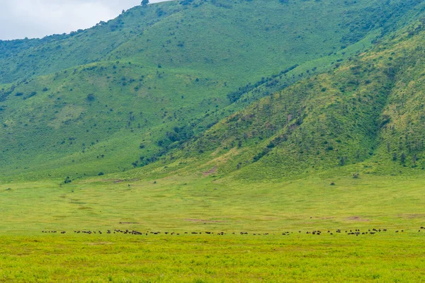 Ngorongoro Krateri, Tanzanya, Doğu Afrika 'ya (UNESCO Dünya Mirası Alanı)
