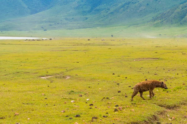 Hyäne Läuft Allein Der Savanne Afrika Auf Der Suche Nach — Stockfoto