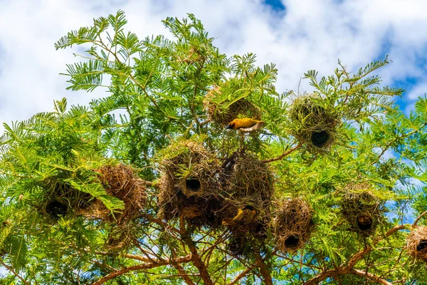 Δέντρο Ακακίας Πολλές Φωλιές Πουλιών Υφαντών Πάνω Του Στον Κρατήρα — Φωτογραφία Αρχείου