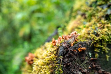 Kilimanjaro dağından Tanzanya ve Kenya 'nın güzel ormanları. Kilimanjaro volkanı etrafındaki kayalar, çalılar ve boş volkanik arazi..