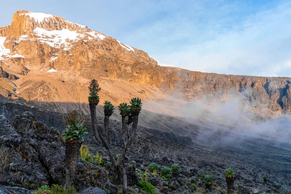 Senecio Trees Lemosho Route Mount Kilimanjaro Στην Τανζανία Αφρική — Φωτογραφία Αρχείου