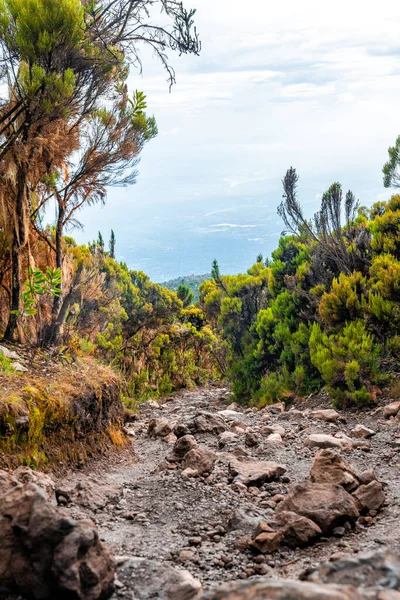 Hermoso Paisaje Tanzania Kenia Desde Montaña Kilimanjaro Rocas Arbustos Terrenos — Foto de Stock