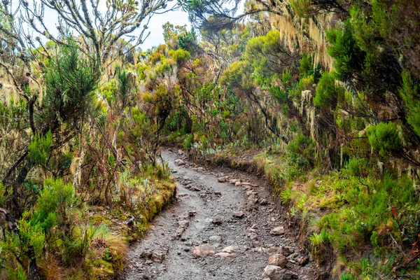 Чудовий Краєвид Танзанії Кенії Гори Кіліманджаро Камені Чагарники Порожні Вулканічні — стокове фото