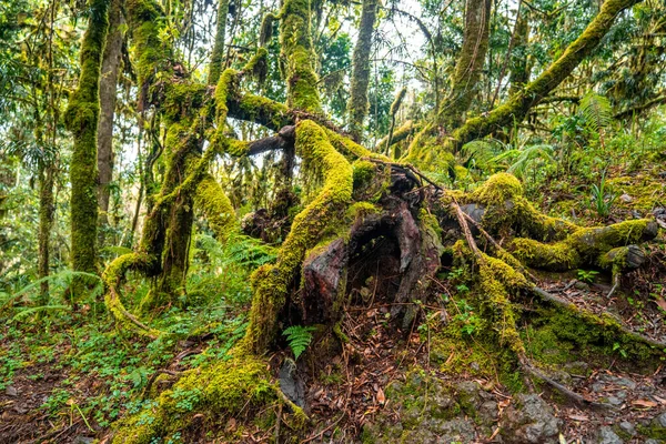 Vacker Skog Och Djungel Tanzania Och Kenya Från Kilimanjaro Berget — Stockfoto