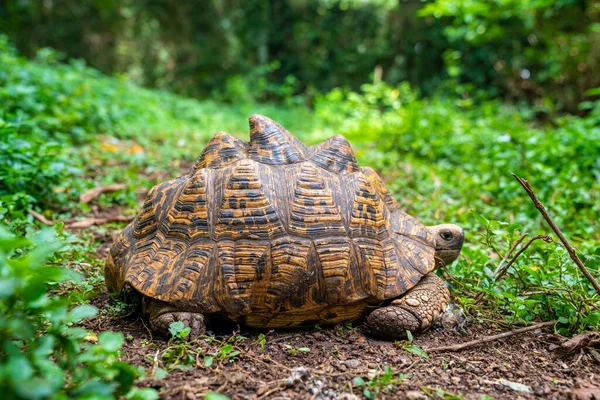 Detail view of old turtle on green grass. Tortoise exploring nature environment. Wild animal in it habitat. Close up