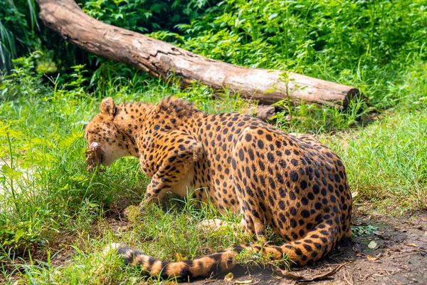 Leoprad Drăguț Culcat Iarbă Mâncând Carne — Fotografie, imagine de stoc