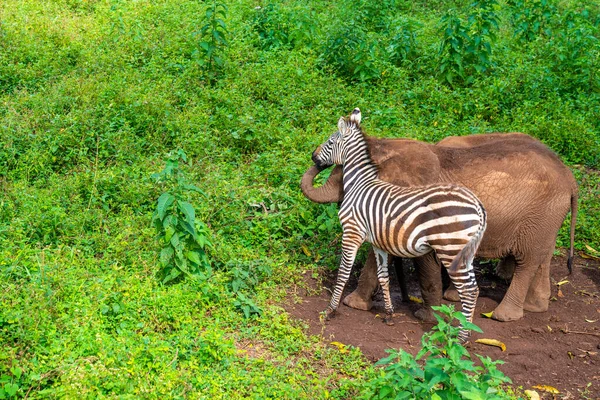 Cute Baby Zebra Elephant Playing Together Tanzania Africa — Stock Photo, Image
