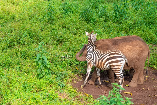 Niedliches Baby Zebra Und Elefant Spielen Zusammen Tansania Afrika — Stockfoto