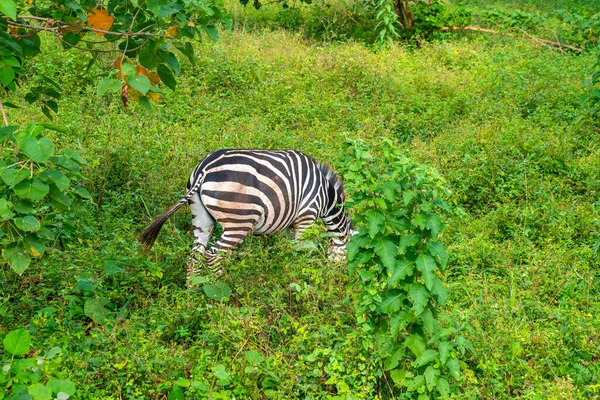 Tatlı Zebra Ngorongoro Koruma Alanı Tanzanya — Stok fotoğraf