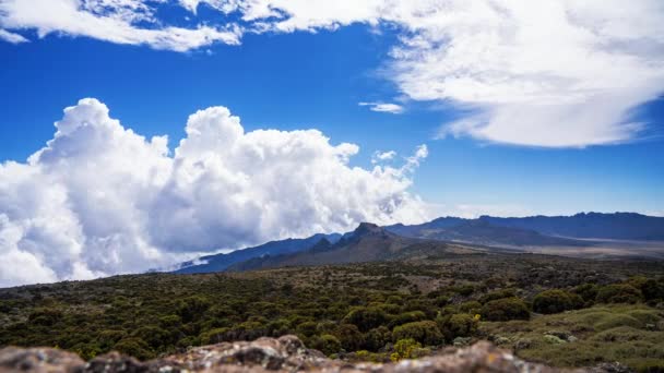 Vista Aérea Del Bosque Manglares Río Tanzania Selvas Manglares Árboles — Vídeos de Stock