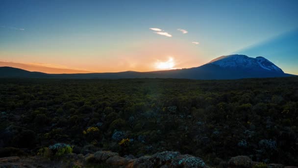Letecký Pohled Mangrovový Les Řeku Džungli Stromech Řece Poblíž Kilimandžáro — Stock video