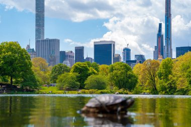 New York 'ta Central Park' ta, gökdelenlerle çevrili bir gölette yaşayan sevimli kaplumbağalar..