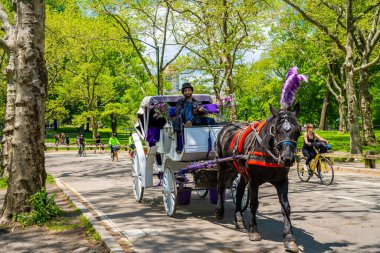 New York, ABD. 20 Mayıs 2019. New York 'taki Central Park' ta faytoncu ile bir at arabası. Vagon gezileri hayvan güvenliği nedeniyle yasaklanma tehlikesiyle karşı karşıya..