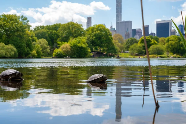 Söta Sköldpaddor Som Bor Damm Central Park New York Stad — Stockfoto