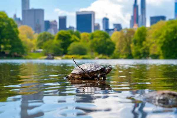 Cute turtles living in a pond in Central park in New York city surrounded with skyscrapers.