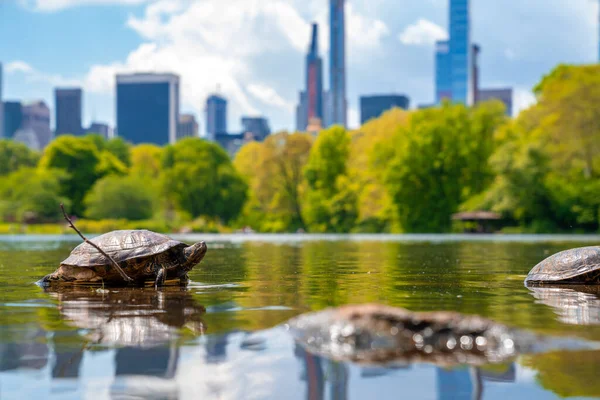 Söta Sköldpaddor Som Bor Damm Central Park New York Stad — Stockfoto