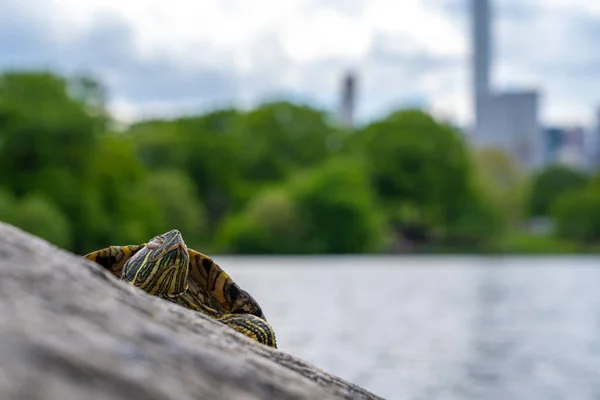 Cute turtles living in a pond in Central park in New York city surrounded with skyscrapers.