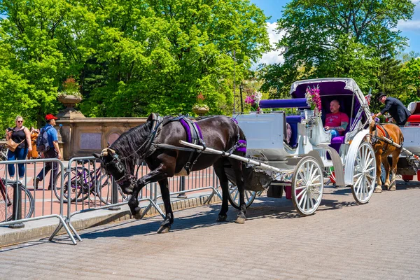 2019年5月20日 纽约市中央公园的一辆马车和一个马车夫 由于动物安全问题 搭便车有可能被禁止 — 图库照片