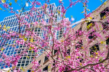 Baharda Boston, ABD 'de mavi gökyüzü üzerinde güzel kiraz çiçeği sakura..