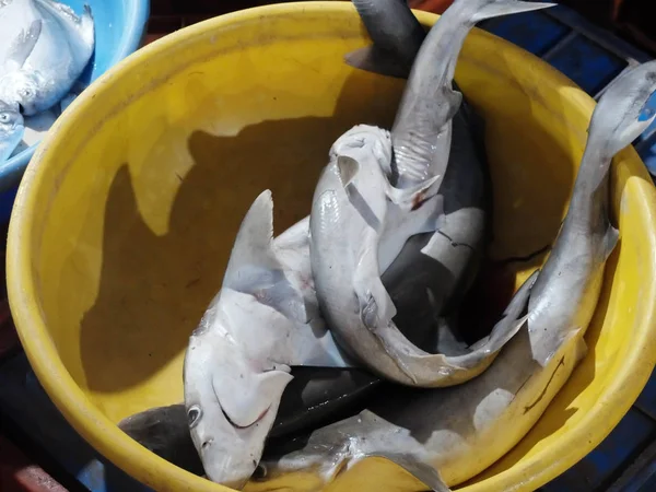 Balık pazarı içinde Hindistan — Stok fotoğraf