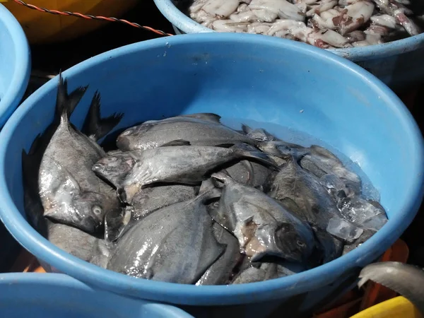 Mercado de pescado en India — Foto de Stock