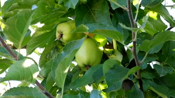 Elma ağacı yaprakları, bazı parazitler tarafından enfekte ile — Stok video