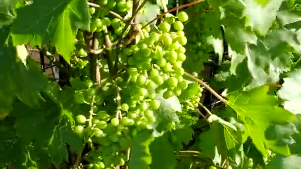 Unripe grapes in the bright sun — Stock Video