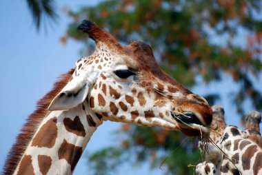 Safari Parkı