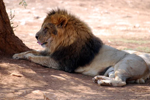 Der Safaripark — Stockfoto