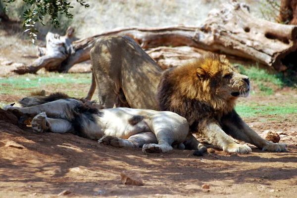 Der Safaripark — Stockfoto