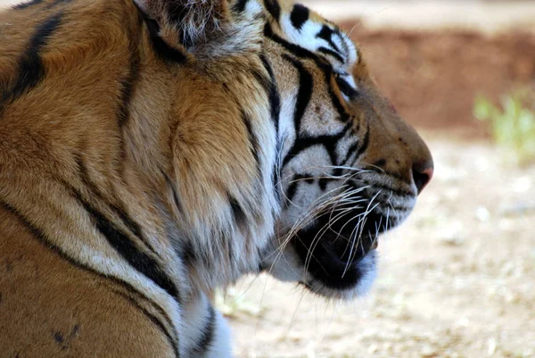 Der Safaripark — Stockfoto