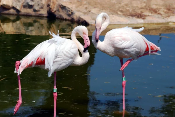 Der Safaripark — Stockfoto