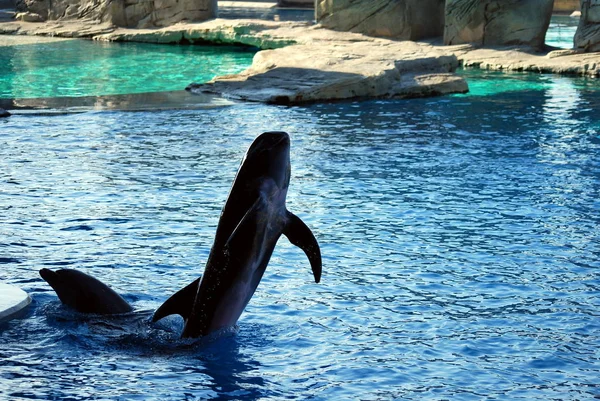 Los juegos de delfines — Foto de Stock