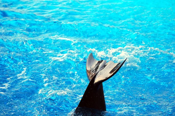Delfín hry — Stock fotografie